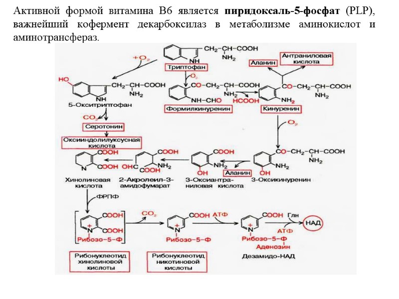 Активной формой витамина В6 является пиридоксаль-5-фосфат (PLP), важнейший кофермент декарбоксилаз в метаболизме аминокислот и Активной формой витамина В6 является пиридоксаль-5-фосфат (PLP), важнейший кофермент декарбоксилаз в метаболизме аминокислот и